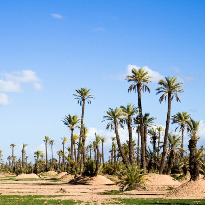 Balade en Chameau - Palmeraie de Marrakech