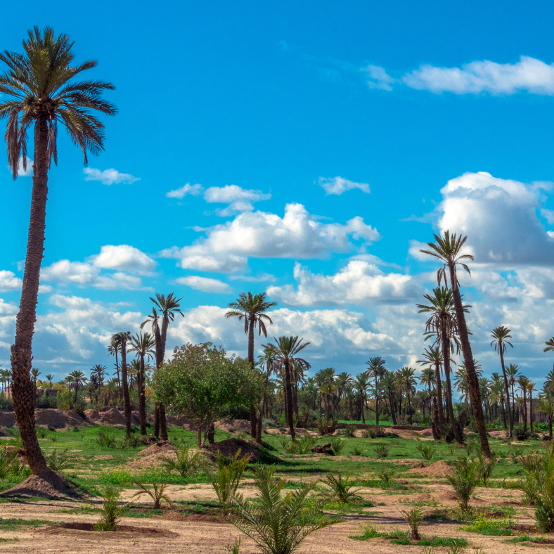 Balade en Chameau - Palmeraie de Marrakech