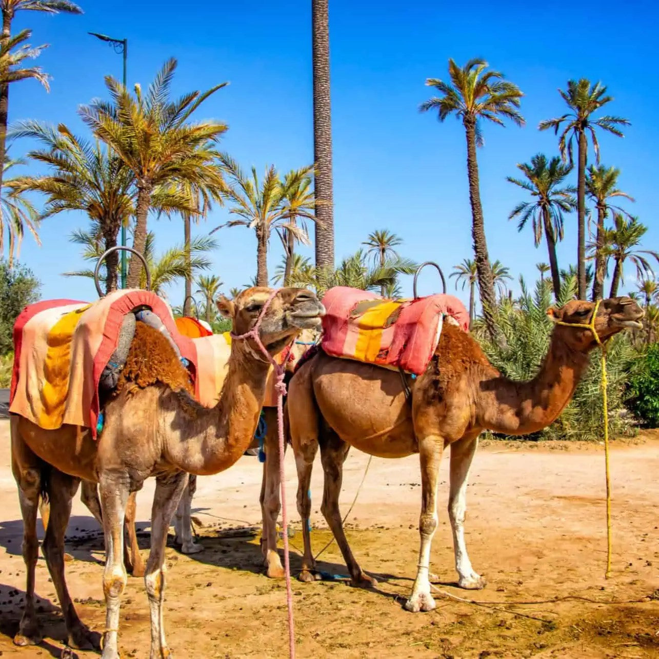 Balade en Chameau - Palmeraie de Marrakech