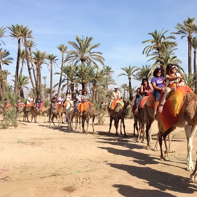Balade en Chameau - Palmeraie de Marrakech