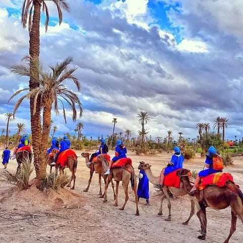 Balade en Chameau - Palmeraie de Marrakech
