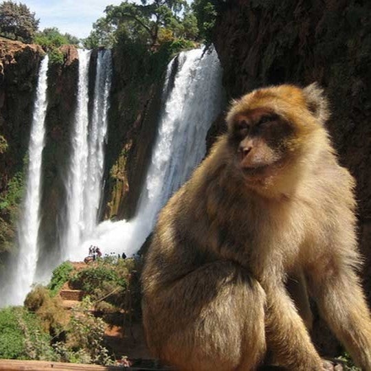 Excursion Cascades d’Ouzoud