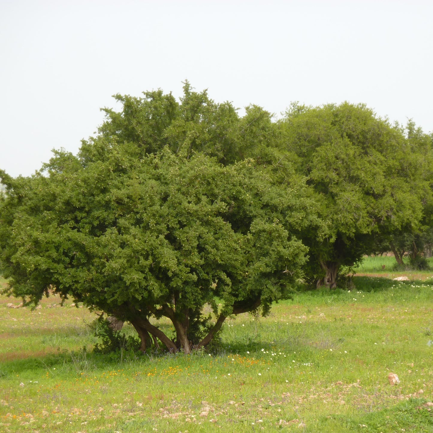 Excursion Essaouira - Ville Côtière