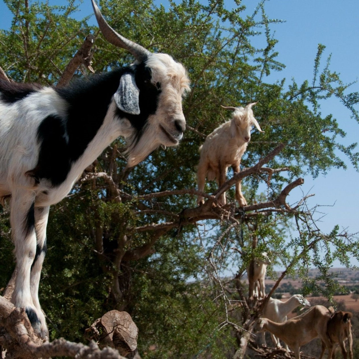 Excursion Essaouira - Ville Côtière
